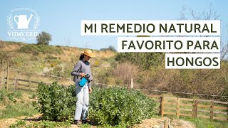 Sana tus Plantas con Cola de Caballo | El Mejor Remedio Natural