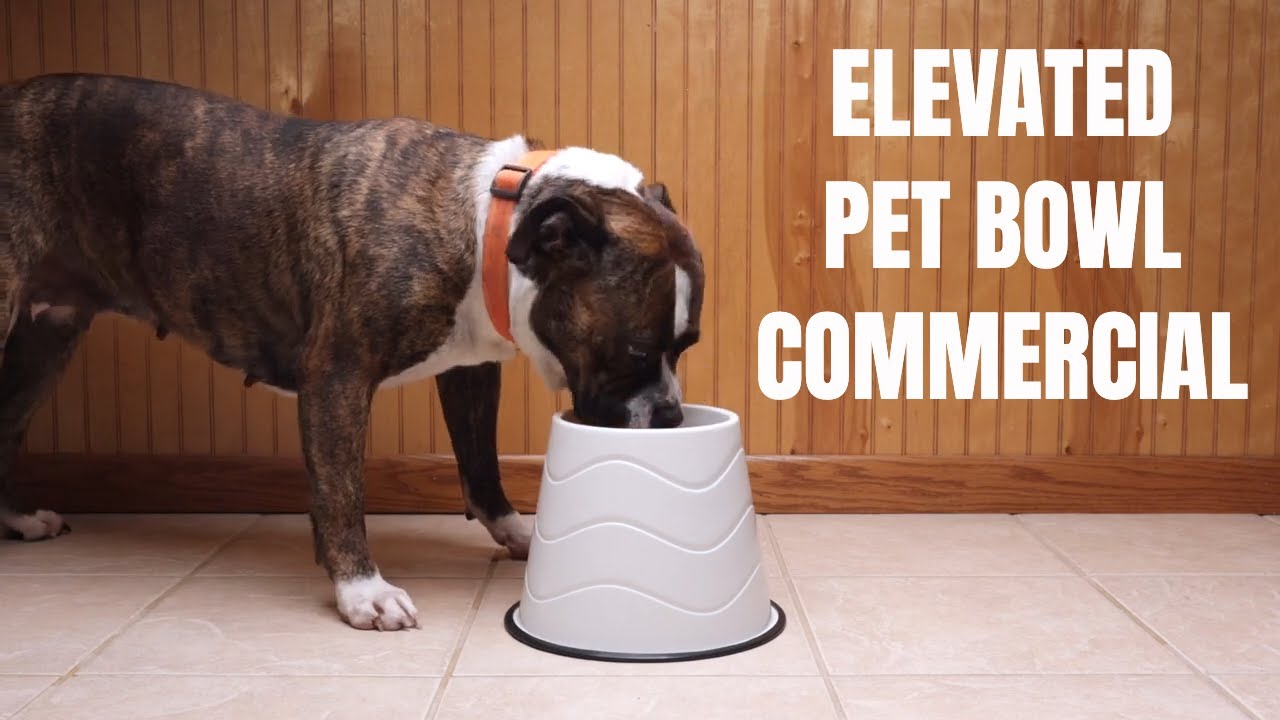 Elevated Dog Bowls 3 Adjustable Heights Raised Pet Bowl Stand with Slow Feeder  Bowl for Small Medium Large Dogs and Pets - AliExpress