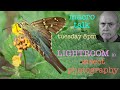 Lightroom in Macro Photography - Macro Talk #63 - from Allan Walls Photography, October 3, 2023