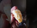Bolton market | orange | pulp| TT light