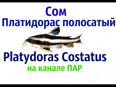 Аквариумные рыбки Сом платидорас полосатый Platydoras Costatus