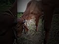 BEST GIR CALF Cabri Gopi Video Trendig Sort BEST GIR CALF Cabri Gopi Video Trendig Sort