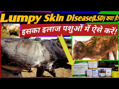 Lumpy Skin Disease(LSD) क्या है! in Animals Tretment लंपी त्वचा रोग का इलाज  कैसे करें? - YouTube