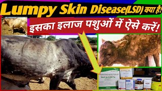 Lumpy Skin Disease(LSD) क्या है! in Animals Tretment  लंपी त्वचा रोग का इलाज कैसे करें?