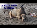 Symbiotic relationship between a bull and crows