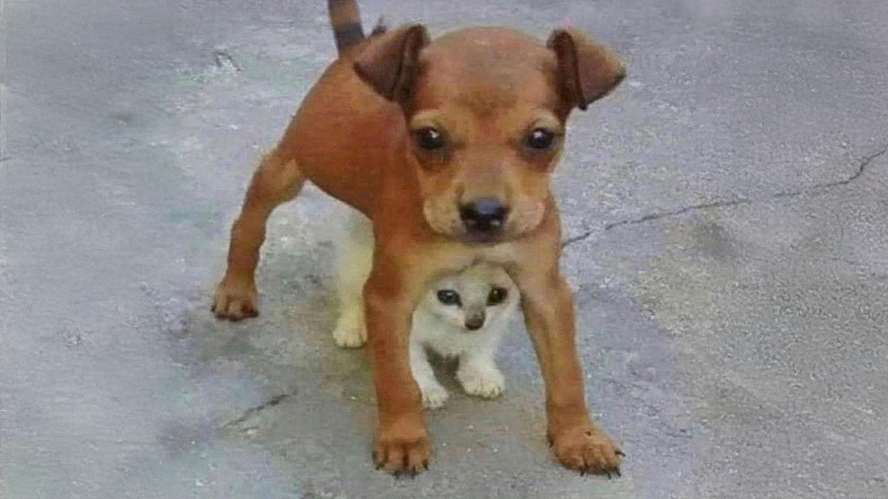 Cats And Dogs Protecting Each Other! 🤣 The Funniest CATS Video 2026