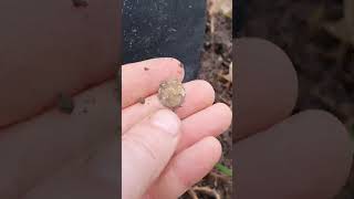 found ottoman silver coins part 2  #коп #камрад #клад #монеты #coin #metaldetecting #founder #gold