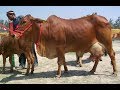 Is your sahiwal the real sahiwal  so this is how a real sahiwal desi cow is sahiwal characteristics