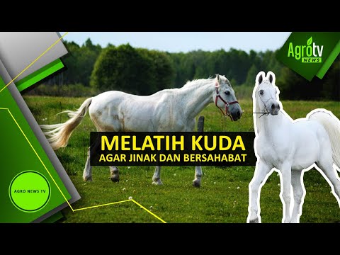 Video: 3 Trik Mudah untuk Mengajar Kuda Anda