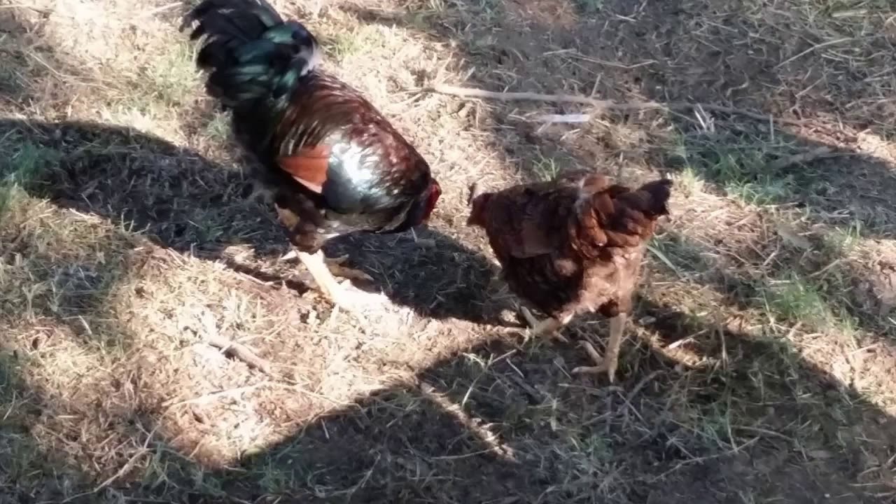 Funny Farm Goats YouTube