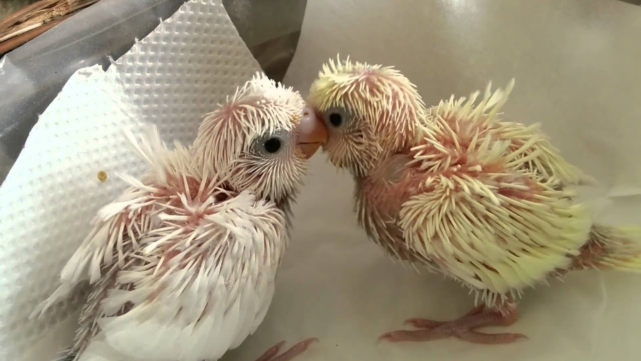 羽衣セキセイインコ雛 01 YouTube 羽衣セキセイインコ雛 01 YouTube