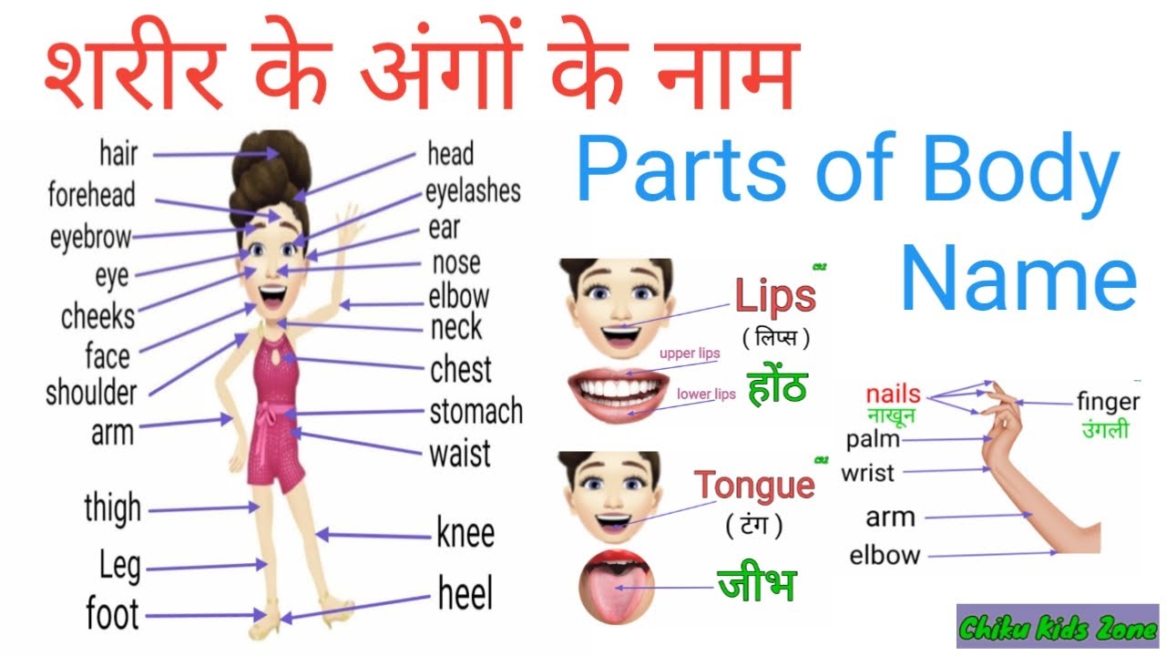 Parts Of Body Name sharir Ke Ango Ke Naam body parts-of-body-name-sharir-ke-ango-ke-naam-body
