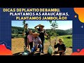 Buscamos e  plantamos a Araucaria + Jambolão + Dicas de como plantar Bambu + Chácara do zero