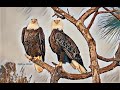 SWFL Eagles ~ SO PRECIOUS! XOXO ~ M15 JOINS HARRIET ON UMBRELLA BRANCH FOR FRIDAY NIGHT RENDEZVOUS