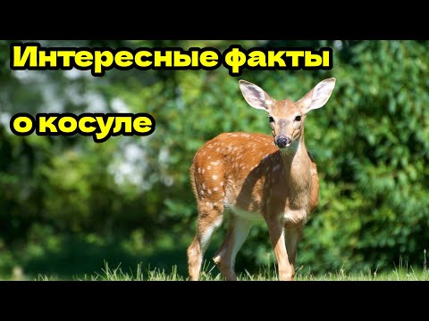 ✔️ИНТЕРЕСНЫЕ ФАКТЫ О КОСУЛЕ.