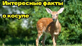 ✔️ИНТЕРЕСНЫЕ ФАКТЫ О КОСУЛЕ.