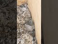 كيووووت السريعه كبرنا يابت