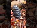 Building Wooden Log Cabin n Forest🌲🤯| Survival House Step by Step"41"shorts #shortvideo