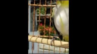 15 Menit Pancing Birahi Pleci !!! Burung Pleci Auto Jodoh