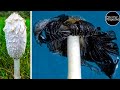 A mushroom that turns into ink  shaggy mane mushroom time lapse