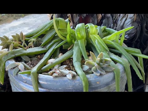 huge aloe vera plant for sale Aloe Barbadensis