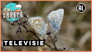 Hoop Voor De Toekomst Parende Icarusblauwtje Tv Vroege Vogels