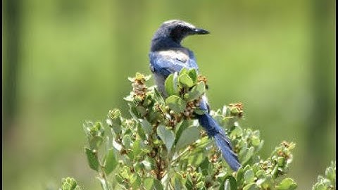 City Nature Challenge and iNaturalist