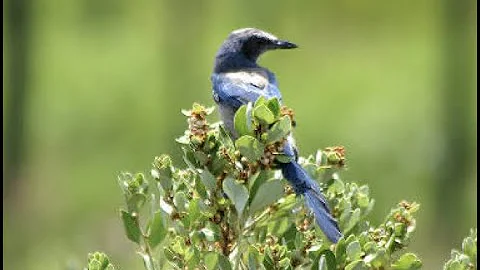 City Nature Challenge and iNaturalist