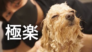 一人暮らし独身男が自宅で日限定の愛犬サロンを開いてみた/トイプードル【シャンプー/トリミング】