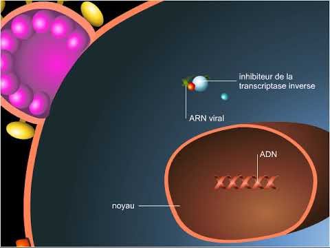 Traitement contre le virus du Sida Traitement contre le virus du Sida