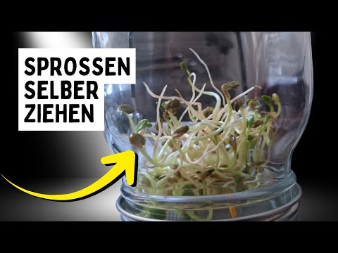 Sprouting in a Jar: Guide, Safe Varieties & Tips