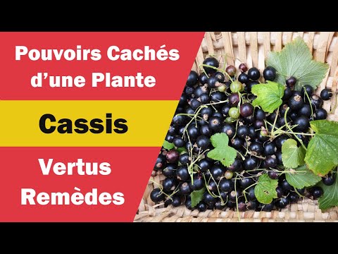 Vidéo: Qu'est-ce que la boisson au cassis ?