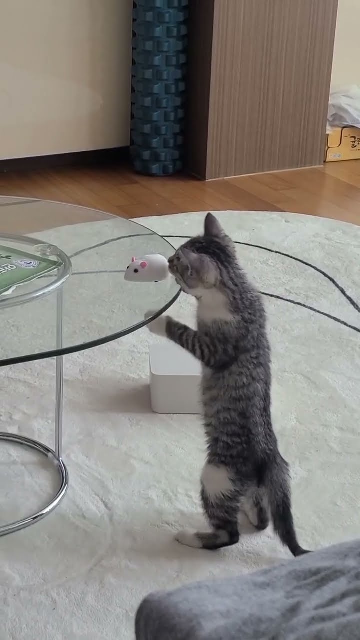 Bébé chaton très mignon ♥️ ♥️ ♥️ ♥️