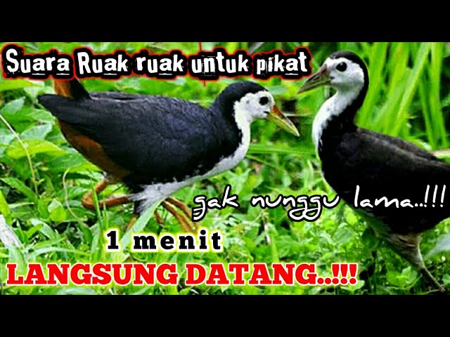 suara pikat AMPUH bikin burung Ruak ruak liar Emosi langsung datang class=