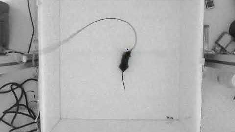 DeepLabCut with mouse 2