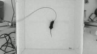 DeepLabCut with mouse 2