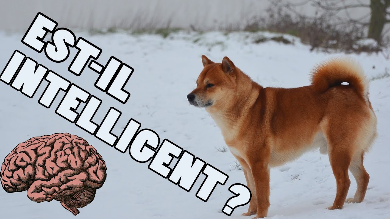 Je Teste L Intelligence De Mon Shiba Inu Squeezie Youtube