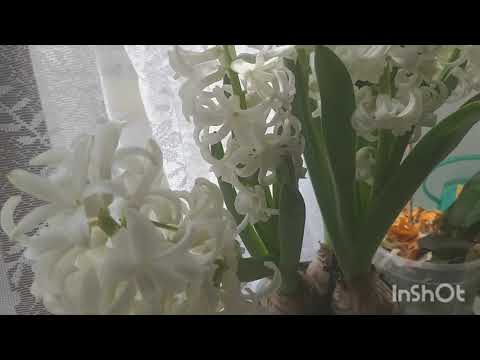 Vídeo: Aprenda a plantar e cuidar de bulbos de jacinto