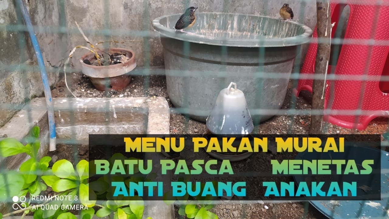 Menu Pakan Murai Batu Pasca Menetas Anti Buang Anakan