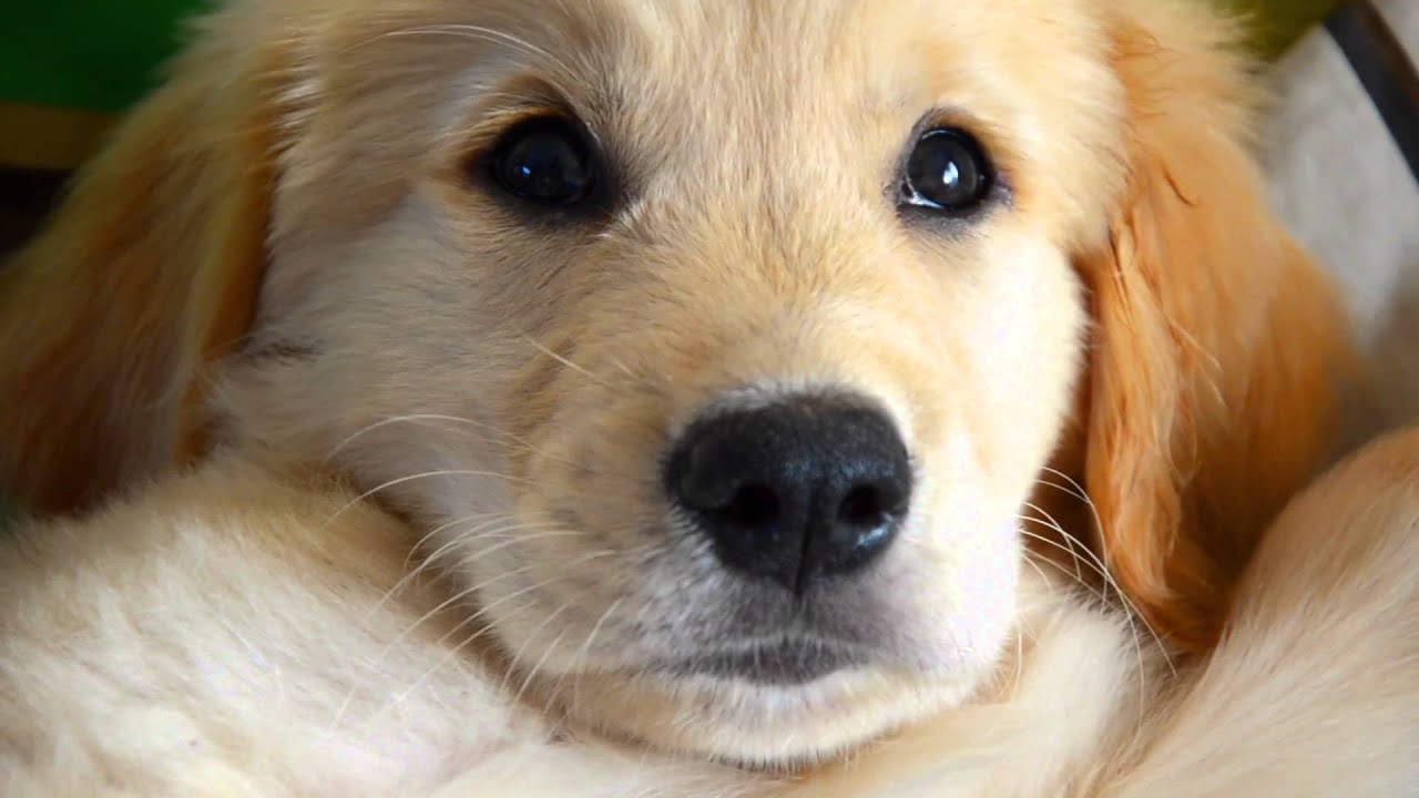 番外編 絶対に笑顔になれるかわいい犬動画特集 超厳選28