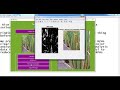 Rice Planthopper By Image Processing Matlab Projects