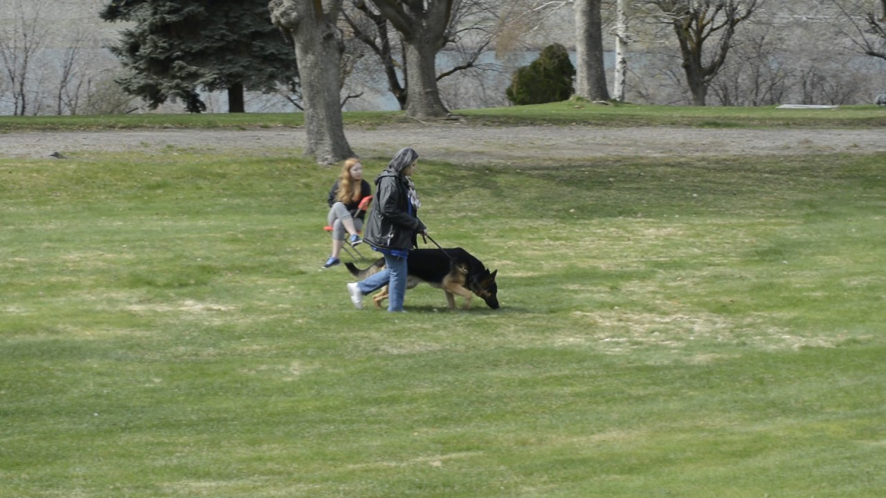 GSDCA Temperament Test Dog #10