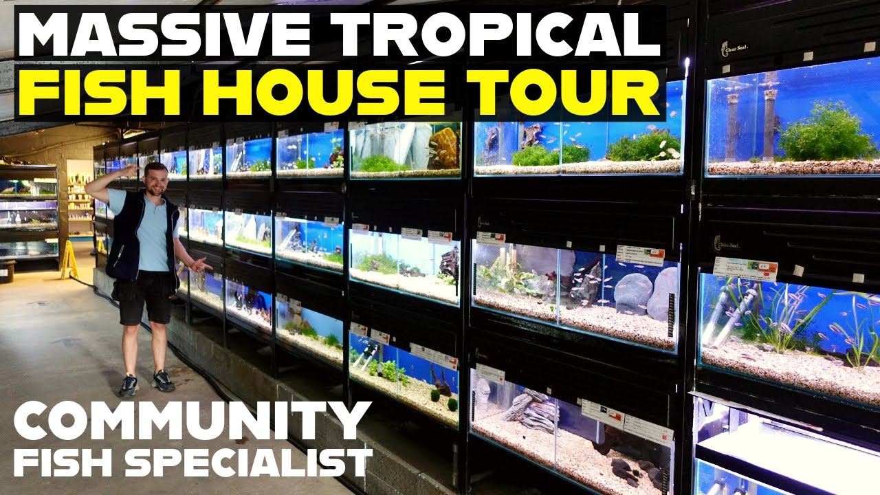 Экскурсия по рыбному магазину | SWEET KNOWLE AQUATICS