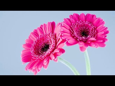 Video: Šta znači cvijet gerbera?