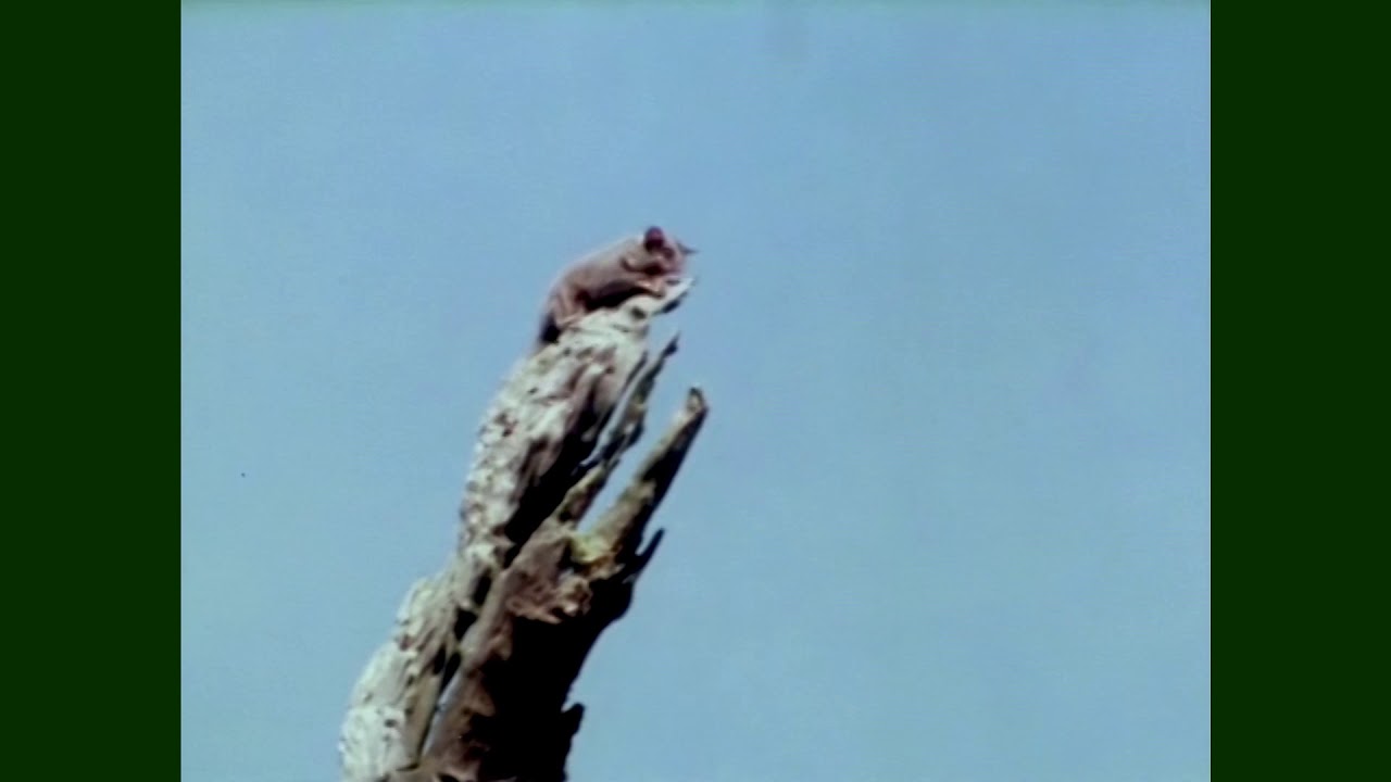 Feathers, Fur or Fins | Sugar Glider | Don Spencer | Music for Kids