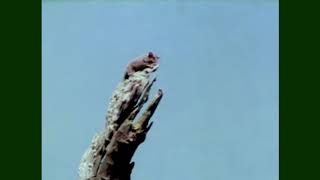 Feathers, Fur or Fins | Sugar Glider | Don Spencer | Music for Kids