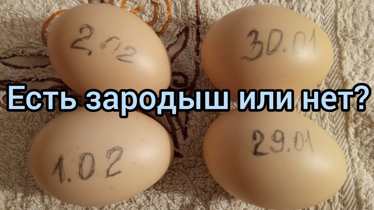 Как выглядит зародыш на 4 день инкубации. А если его нет, что делать ...