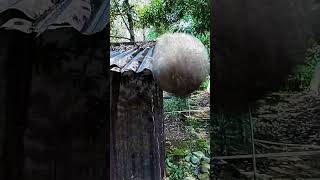cinematic video idea the coconut fall. #nature #videography #aestheic #cinematic #coconut