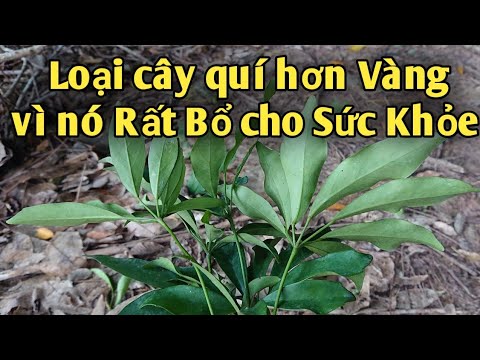 Video Bài thuốc Bồi bổ sức khỏe, trị huyết áp thấp. PHAN HẢI... - youtube