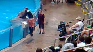 Believe Parody With Go Magic. Sea World Sea Lions Tonight